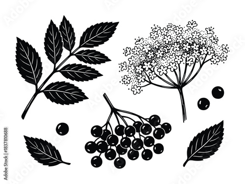 Black elderberry flowers, leaves and berries, medicinal plant, healthy fruit, natural organic food
