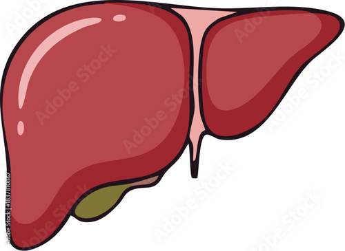 A red cartoon illustration of the human liver and gallbladder for medical design