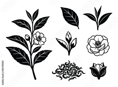 Black tea elements set. Tea branch with leaves and flowers. Collection of tea illustrations.