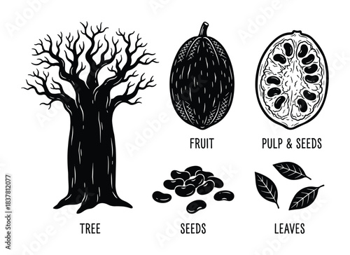 Cacao plant with fruit, pulp, and seeds. Cocoa tree with leaves. Organic produce in monochrome design.