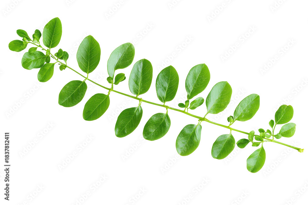 Fototapeta premium Green branch with oval leaves isolated on transparent background. Closeup view leaves isolated on white background.