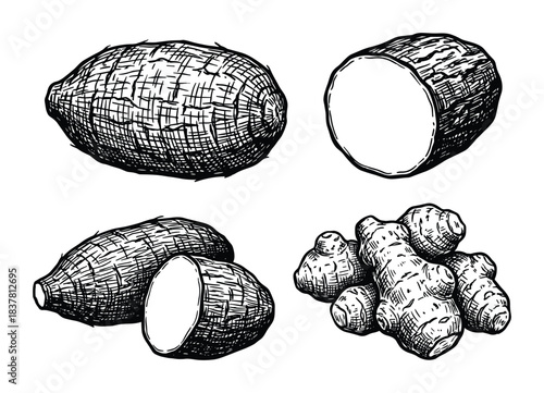 Cassava and ginger root illustrations. Whole and sliced tubers in hand-drawn style. Food set.