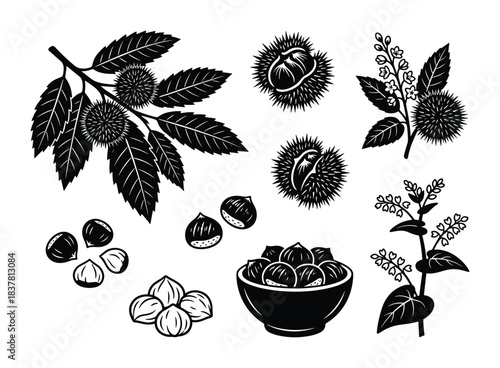 Chestnut plant with spiky husks, opened nuts, various arrangements of chestnuts on branches, bowl.