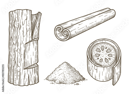 Cinnamon tree bark spice sticks and powder. Detailed hand drawn style for culinary use illustration.