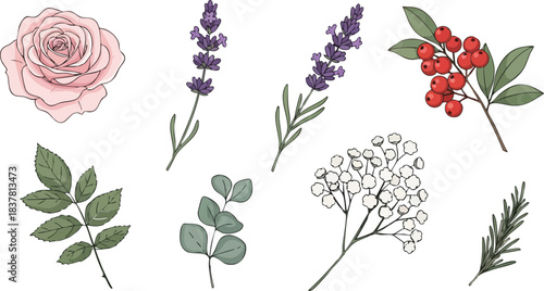 Hand-drawn botanical collection: rose, lavender, eucalyptus, and red berries on white
