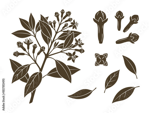 Clove plant branch flowers buds and leaves. Individual dried cloves isolated on a white background.