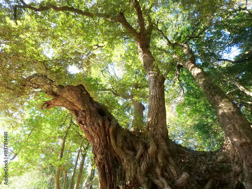 西明寺の椎の木