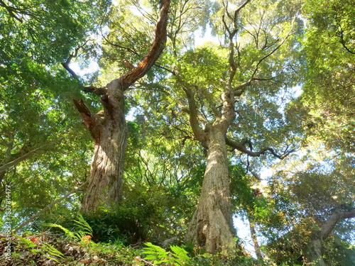西明寺の椎の木