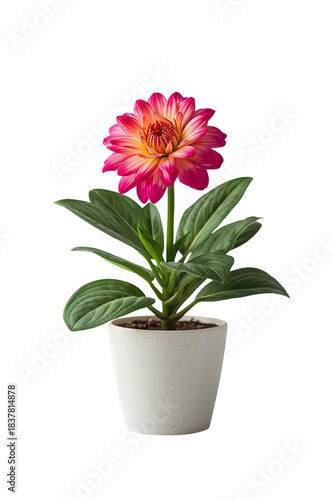 pink flower plant in pot on transparent background