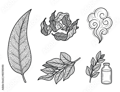 Eucalyptus leaves, oil, and steam for herbal medicine and aromatherapy. Botanical ingredients