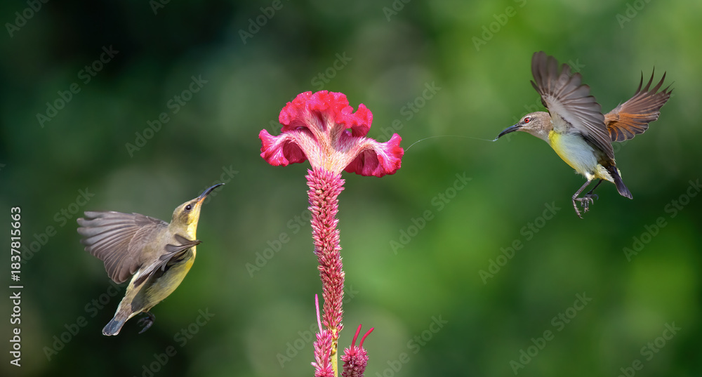 Fototapeta premium Male sunbirds feeding on nectar. Close up selective focus. Birds in action.