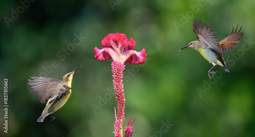 Male sunbirds feeding on nectar. Close up selective focus. Birds in action.