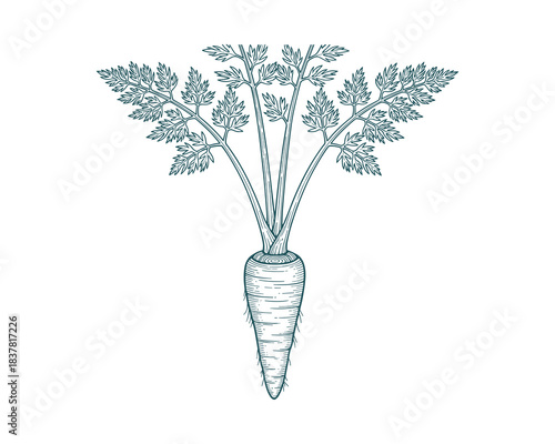Hand drawn engraving whole carrot illustration green leaves root vegetable farming harvest element