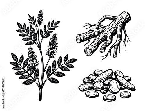 Herbal licorice plant with roots, raw wood pieces, and prepared slices. Natural ingredient for sweet candy.