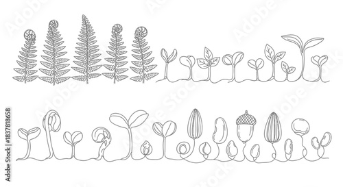 Captivating botanical growth stages from delicate seedlings to mature ferns, showcasing nature's beautiful evolution and renewal