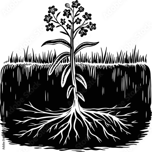 Delicate wildflower with exposed root system, soil cross section and grass surface illustrating plant growth and underground structure