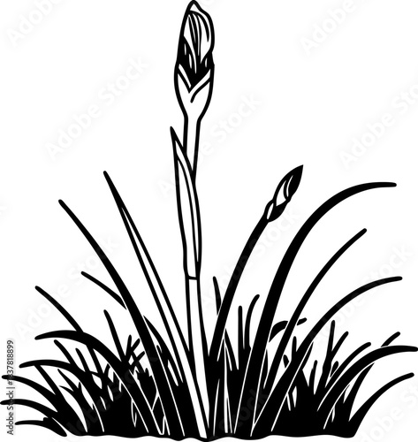Iris flower bud in garden grass black and white botanical illustration of spring plant with leaves and unopened blossoms