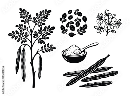 Moringa plant, leaves, flowers, powder, and pods. Superfood botanical monochrome set