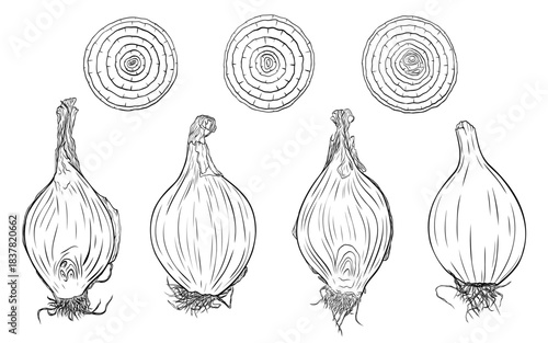 Onion head, cut lengthwise, onion slices, rings monochrome botanical aromatic vegetables illustration set, clip art ink vector