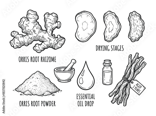 Orris root rhizome with drying stages, powder, mortar, essential oil, and aged root bundle