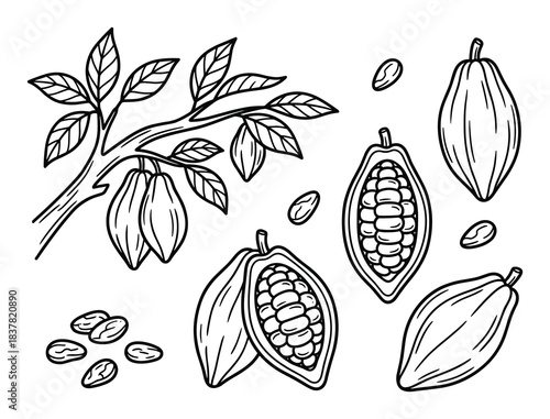 Outline cocoa elements set. Cocoa plant, pods, and beans. Collection of cocoa illustrations.