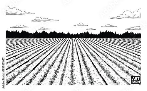 Panoramic agricultural field with young plants, rows extending to horizon under cloudy sky, farm landscape.