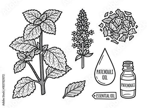 Patchouli plant flower essential oil leaves dried pieces, botanical illustration set for aroma