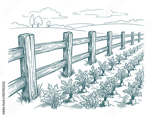 Rural farm landscape. Vegetable field in foreground. Hand drawn sketch illustration.