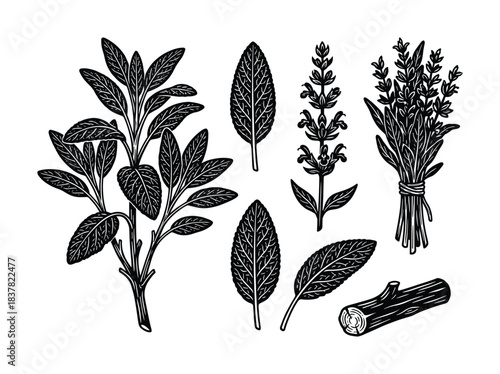 Sage herb elements. Plant, leaves, flowers. Bundled bunch. Aromatic spice. Culinary ingredient. Herbal illustration.