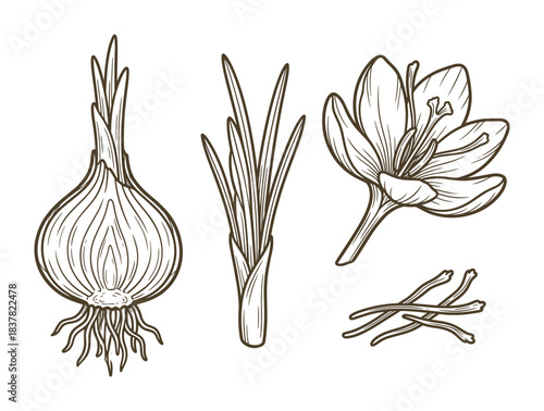 Saffron spice crocus flower and bulbs. Cooking ingredients and medicinal herbs. Organic aromatic plant.