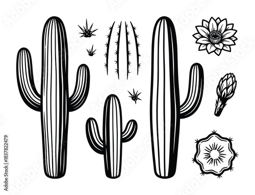 Saguaro cactus plants, desert flora, succulent collection, cactus flower, spiny desert plant element.