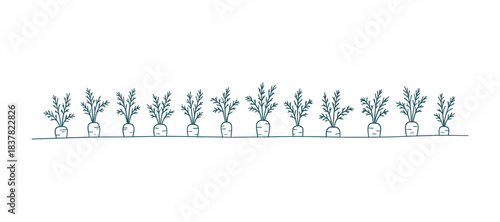 Seamless border of carrots. Hand drawn doodle style. Line art vegetable icon.