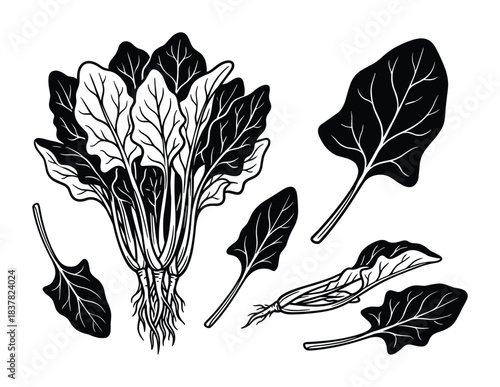Spinach leaves set, fresh green healthy food, vector illustration, nature ingredient, garden plant
