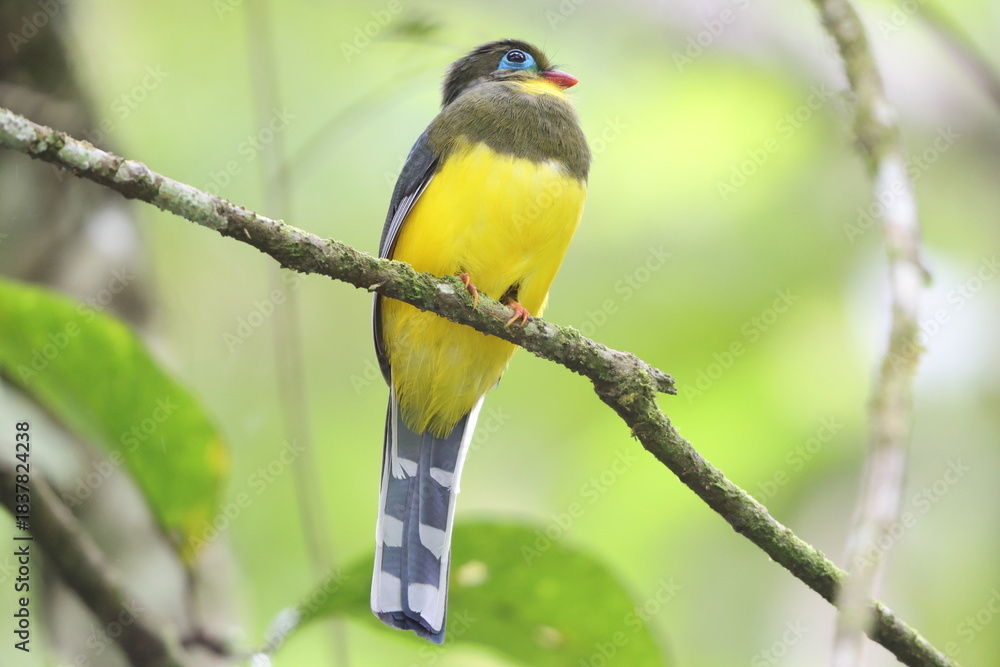 Fototapeta premium Sumatran trogon (Apalharpactes mackloti) is a species of bird in the family Trogonidae. 
