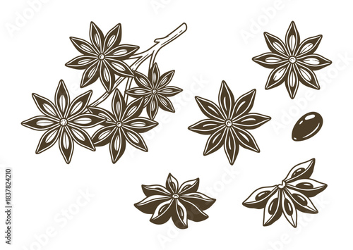Star anise spice whole and broken collection. Natural aromatic ingredient. Ingredient for cooking or medicine.