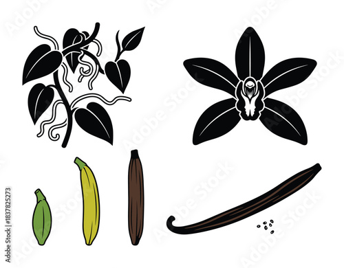 Vanilla plant vine flower and pods. Different stages of ripeness from green to ripe and dried form.