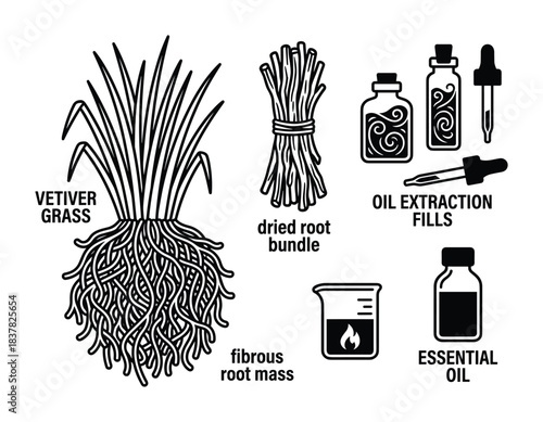 Vetiver grass roots oil extraction fills essential oil vector set, showing fibrous mass and dried bundle