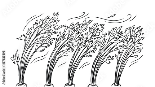 Weather conditions impacting agriculture, forceful breeze affecting green carrot tops