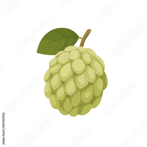 Minimal 2D vector illustration of Custard Apple in flat icon style on a plain white background.