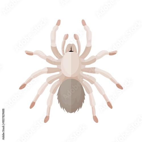 Modern flat 2D vector illustration of Tarantula, clean and minimal design, isolated on white background.