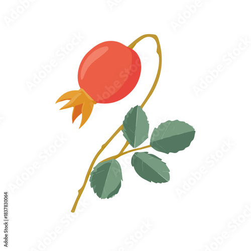 Simple flat 2D vector graphic of Dog Rose Hip, modern icon look, displayed on a pure white background.