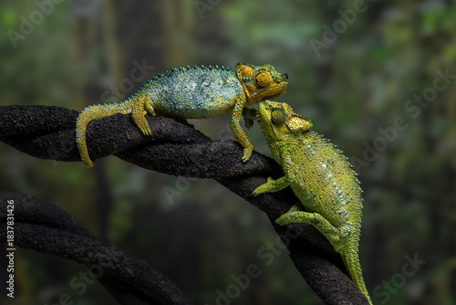 Bild auf Leinwand A pair of helmeted chameleons (Trioceros hoehnelii) facing each other on a dark branch