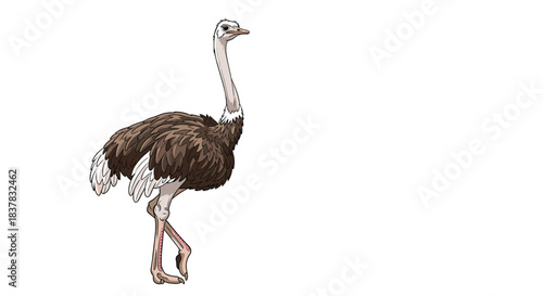 A cartoon illustration of an adult ostrich with brown and white feathers, standing gracefully on a white background.
