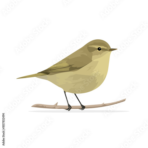 Chiffchaff, modern 2D flat vector illustration in icon style, isolated on pure white background.