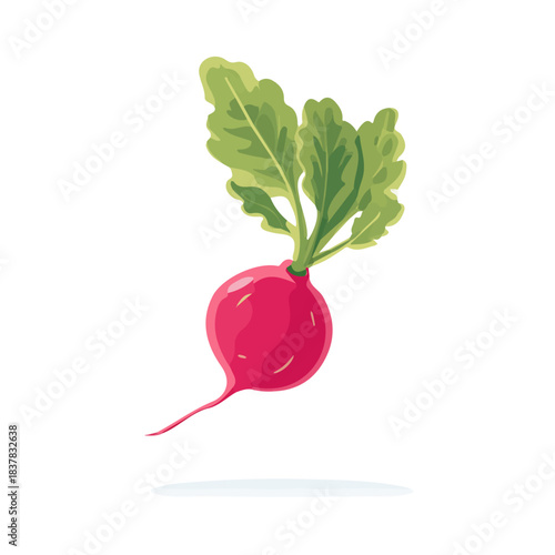 Radish, modern 2D flat vector illustration in icon style, isolated on pure white background.