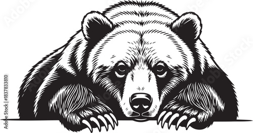 Grizzly Bear Head Close Up Black and White Illustration Keywords: bear, grizzly bear, animal