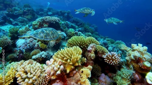 Vibrant Coral Reef Ecosystem with Sea Turtles Swimming Gracefully.