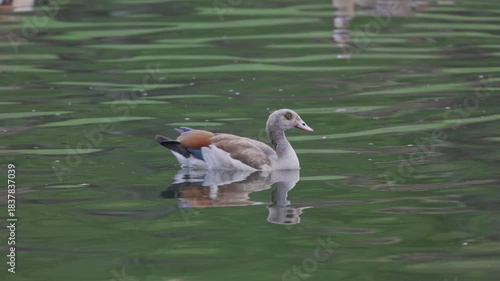 Egyptian goose swimming gracefully in pond water