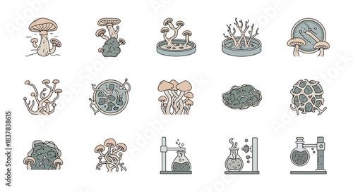Various mushroom illustrations depicting different types and shapes in detailed drawings.