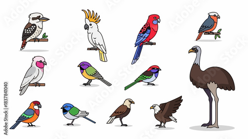 Cartoon of twelve birds cockatoo parakeet emu kookaburra other small birds perched or standing against a white background